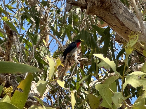 Mistletoebird