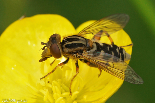 Striped Swamp Fly