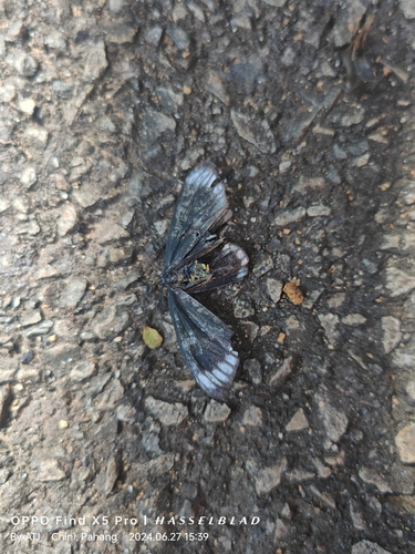 Cyclosia panthona