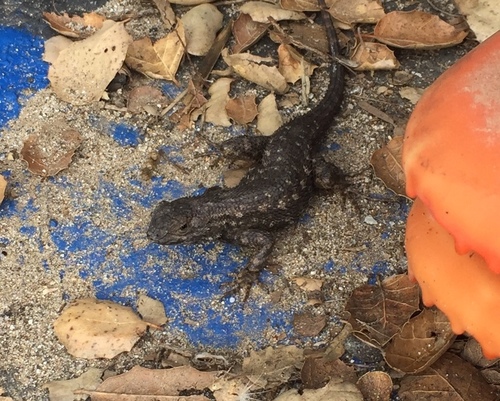iNaturalist observation photo of Western Fence Lizard