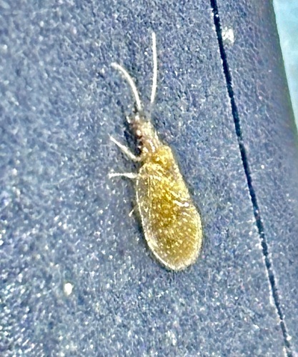 Sympherobius killingtoni