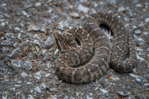Halys Pit Viper
