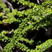 Catesbaea parviflora - Photo (c) Jay Keller, todos los derechos reservados, subido por Jay Keller