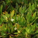Ernodea littoralis - Photo 由 Jay Keller 所上傳的 (c) Jay Keller，保留所有權利