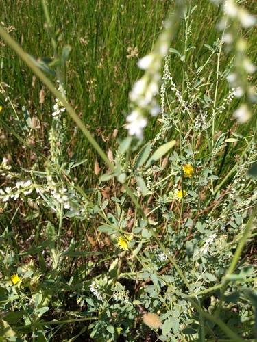 iNaturalist observation photo of White Sweetclover