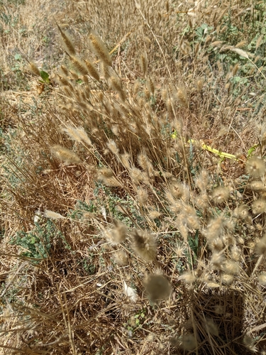 iNaturalist observation photo of rabbitfoot grass