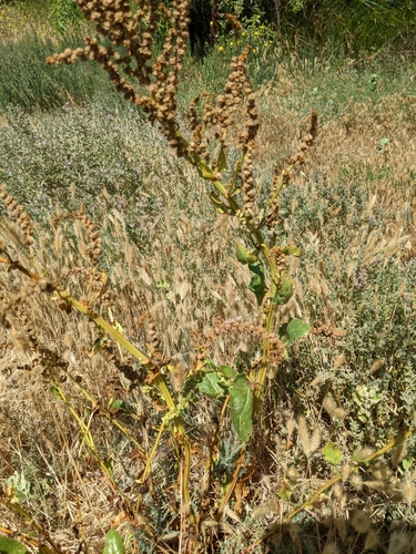 iNaturalist observation photo of Beet