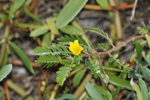 Jamaican feverplant