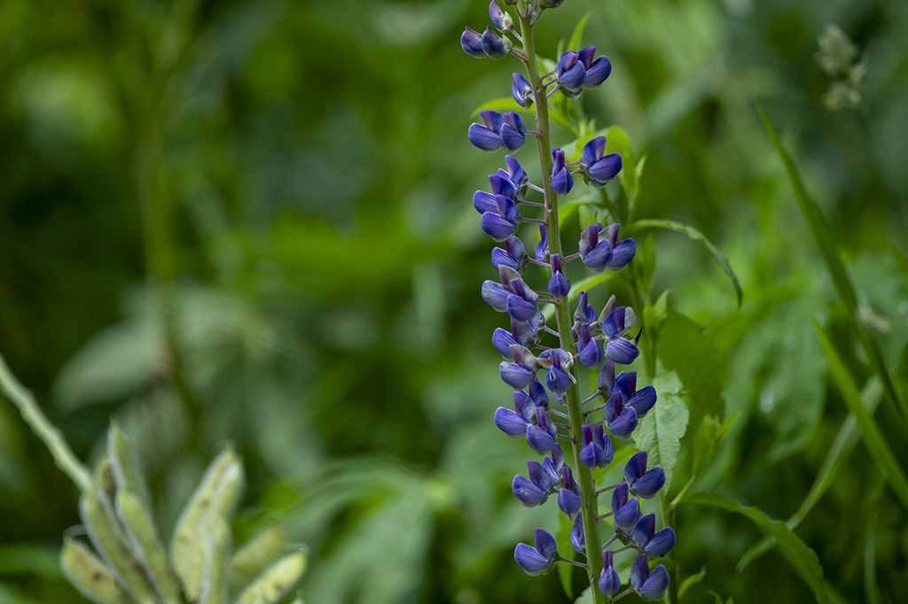 Large-leaved Lupine (Lupinus polyphyllus) · iNaturalist NZ