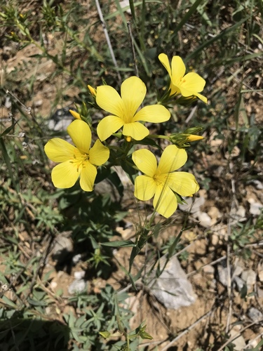Linum mucronatum