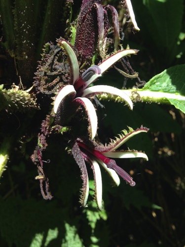 Cyanea aculeatiflora