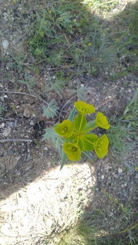 Euphorbia macroclada