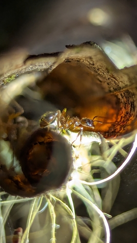 Megalomyrmex peetersiMegalomyrmex peetersi