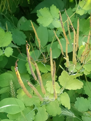 Didžioji ugniažolė nuotrauka