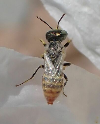 Perdita meconis