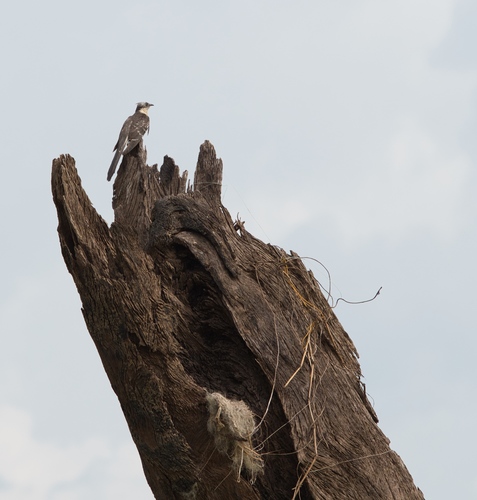 Great Spotted Cuckoo