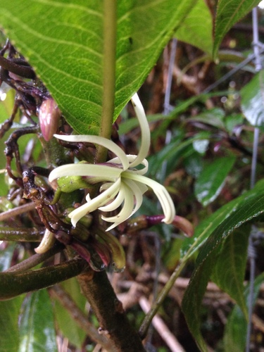Waioli Valley rollandia (Cyanea parvifolia)