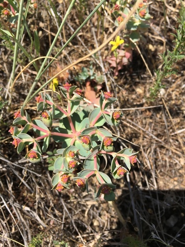 Euphorbia anacampseros