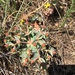 Euphorbia anacampseros - Photo (c) nurbaharusta, todos los derechos reservados