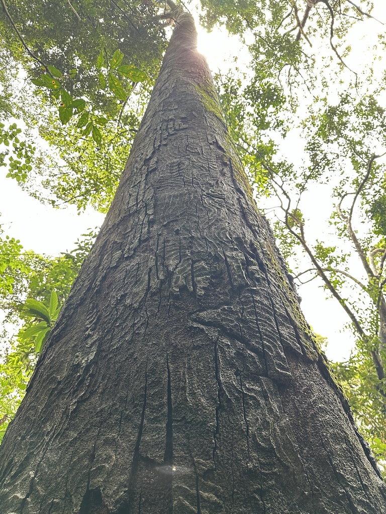 Dipterocarpus costatus (Keruing)