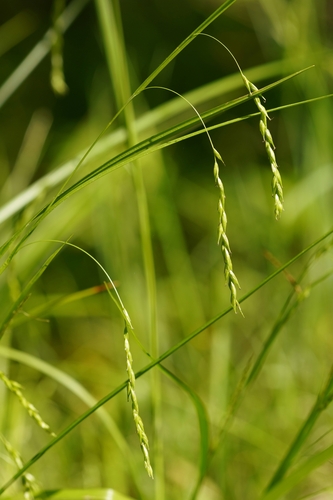 Carex debilis