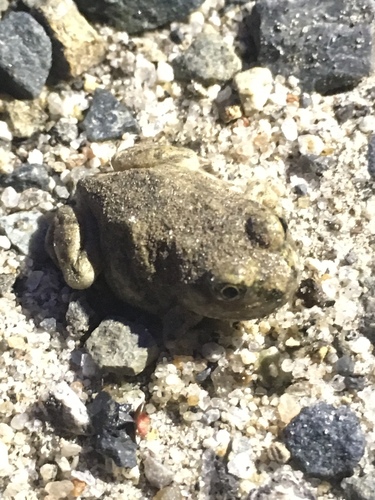iNaturalist observation photo of Western Spadefoot
