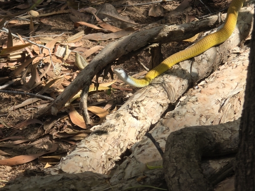 Common Tree Snake sighting