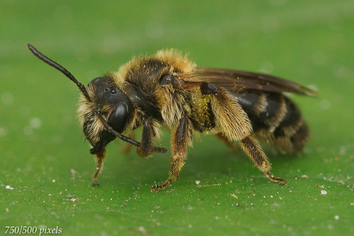 Fulvid Miner (Andrena fulvida) · iNaturalist