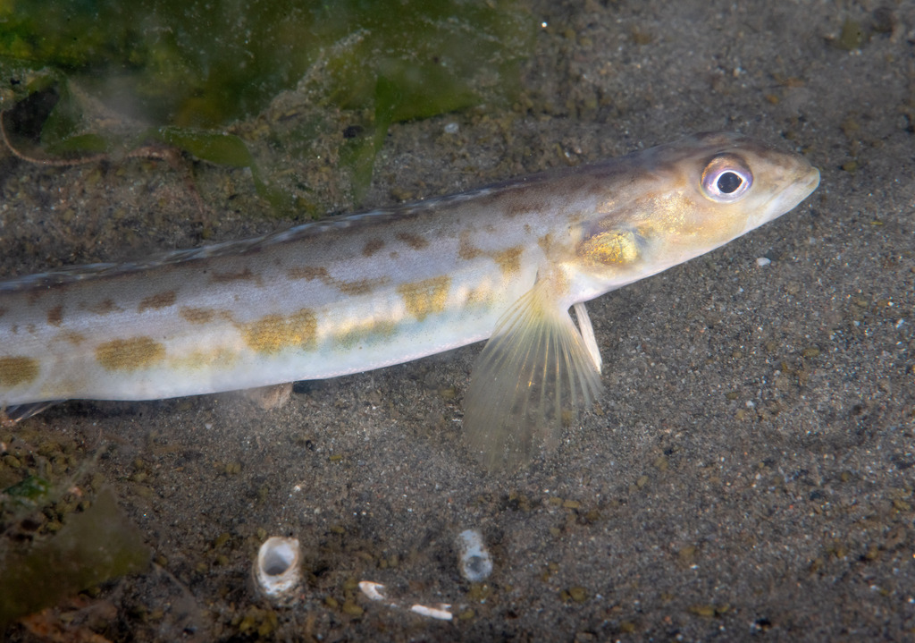 Snake Prickleback from Redondo, Washington, United States on June 27 ...