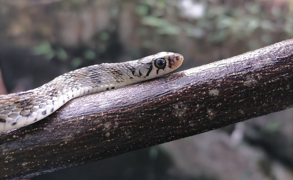 Buff Striped Keelback from Sooriyawewa on June 13, 2024 at 04:14 PM by ...