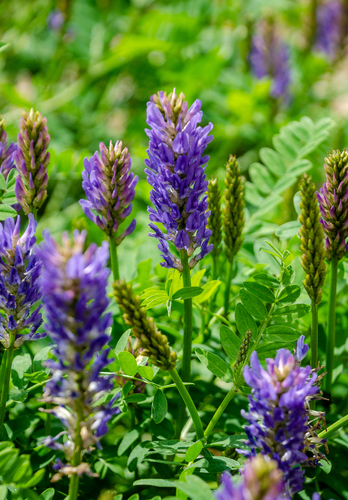 Laxmann's Milkvetch