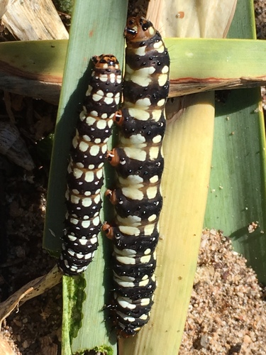 Lily Borer