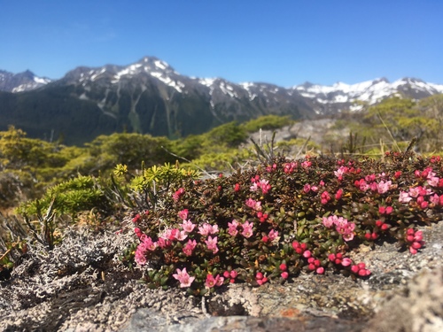 alpine azalea