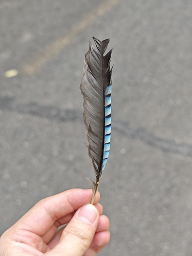 Eurasian Jay