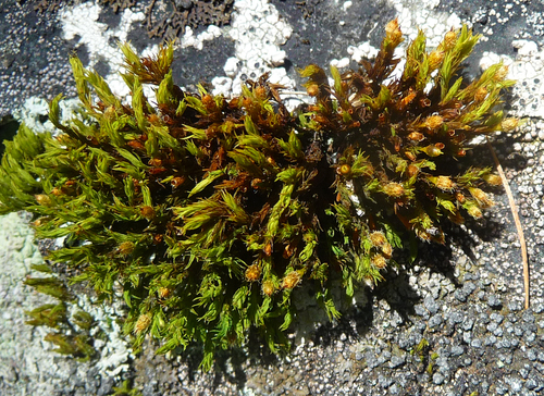 Lewinskya rupestris