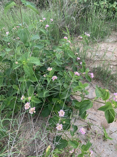 common lantana