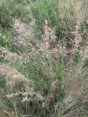 natal grass