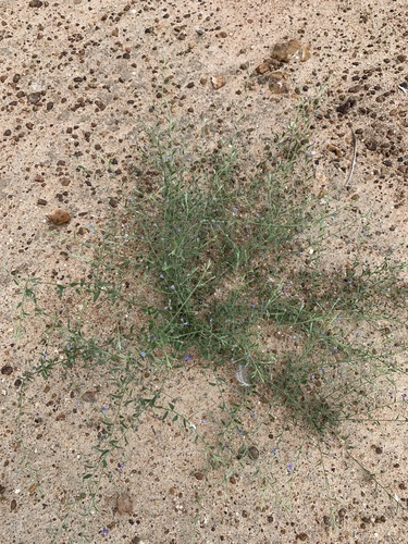 tropical speedwell