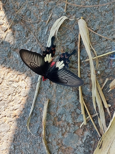 Common Rose Swallowtail