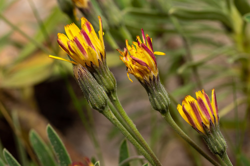 Greek Hawkbit (Leontodon graecus)