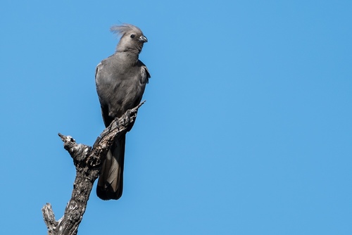 Grey Go-away-bird (Zambia birds) · iNaturalist