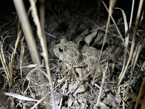 iNaturalist observation photo of Western Toad