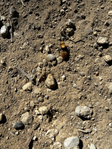 iNaturalist observation photo of Pacific Velvet Ant