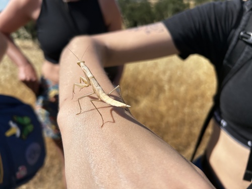 iNaturalist observation photo of European Mantis