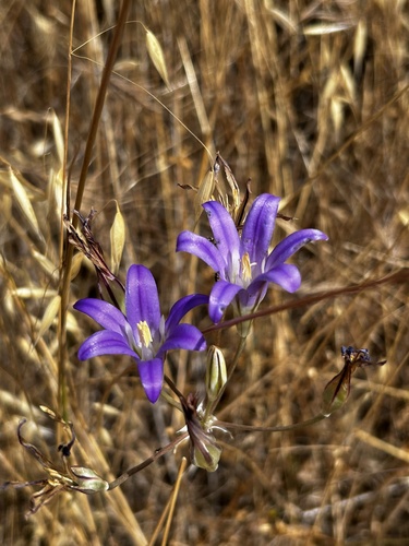 iNaturalist observation photo of Brodiaea elegans elegans
