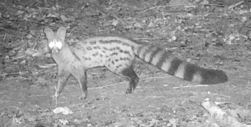 Miombo Genet (Genetta angolensis) — Least Concern Mammalia
