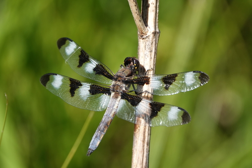 Mottledsculpins Identifications · Inaturalist