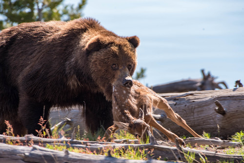 Ursus arctos