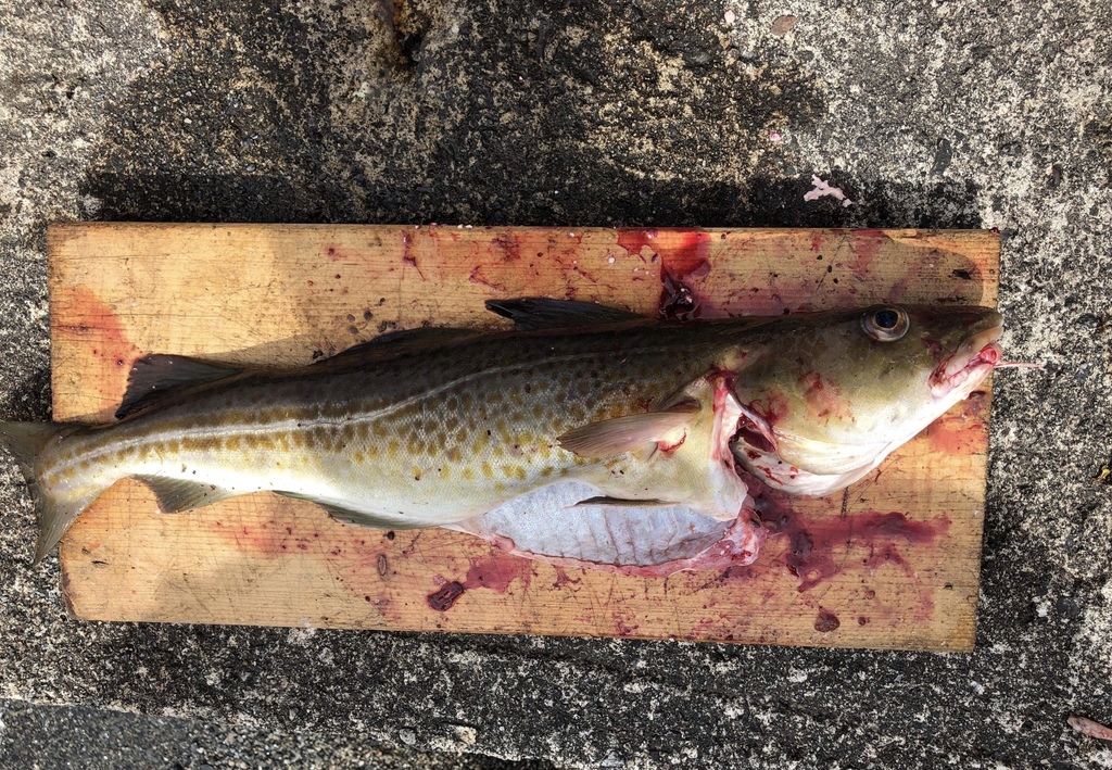Atlantic Cod