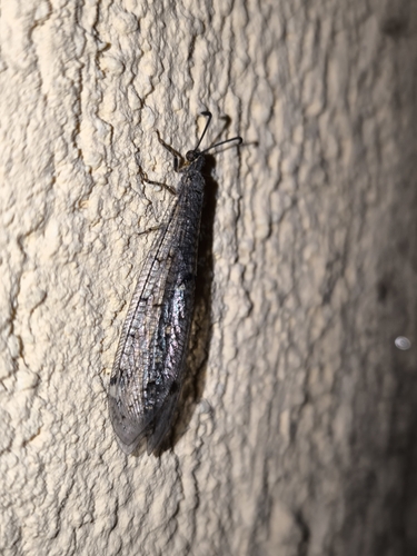 Four-spotted antlion